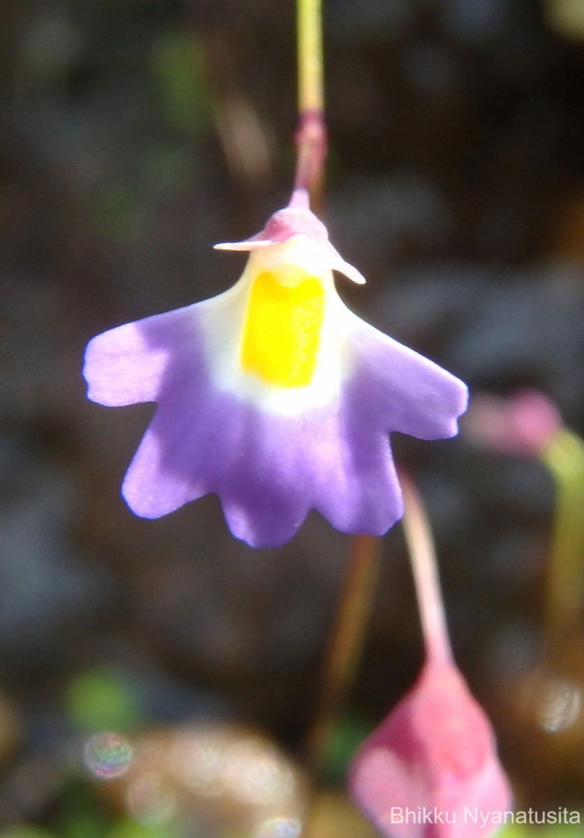 Utricularia striatula Sm.